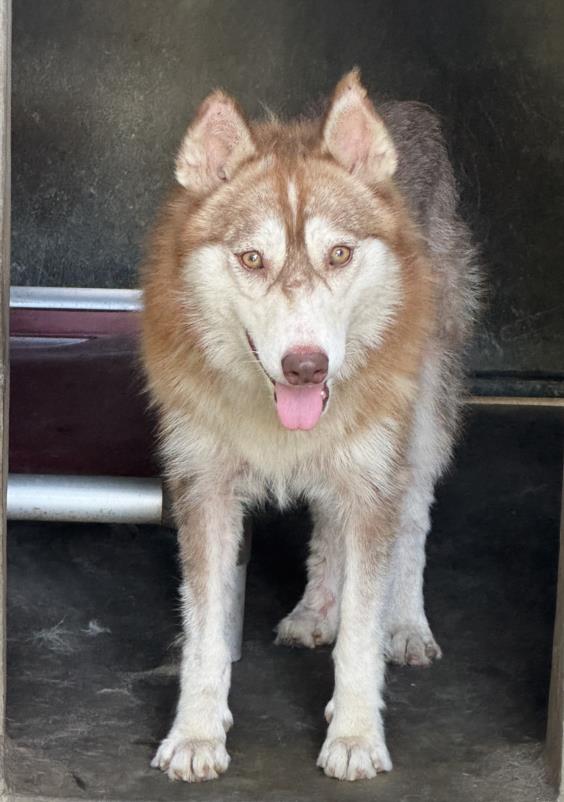adoptable Dog in Los Angeles, CA named SYDNEY