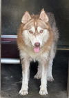 adoptable Dog in  named SYDNEY