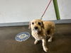 adoptable Dog in  named PRINCESS