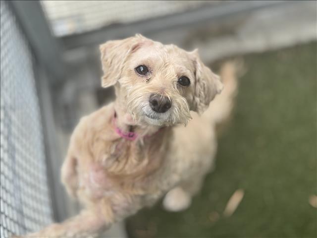 adoptable Dog in Los Angeles, CA named PRINCESS