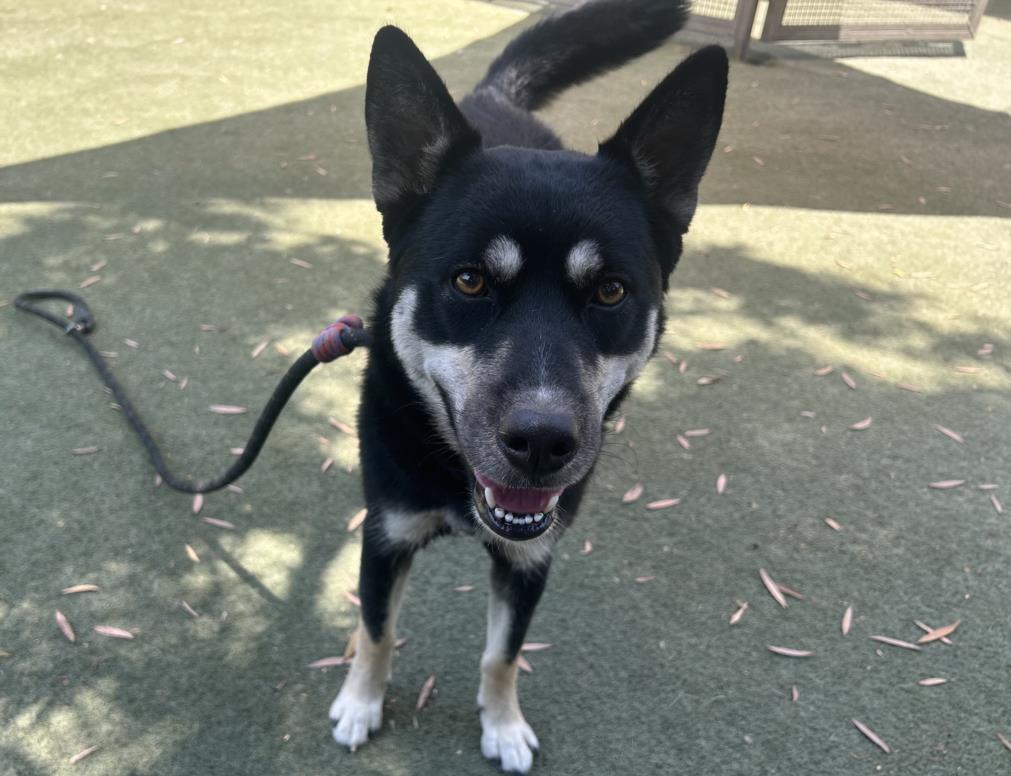 adoptable Dog in Los Angeles, CA named MORTY