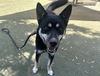 adoptable Dog in  named MORTY