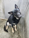 adoptable Dog in  named MAVERICK