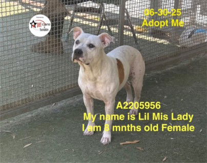 adoptable Dog in Los Angeles, CA named LITTLE MISS