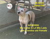adoptable Dog in  named LITTLE MISS