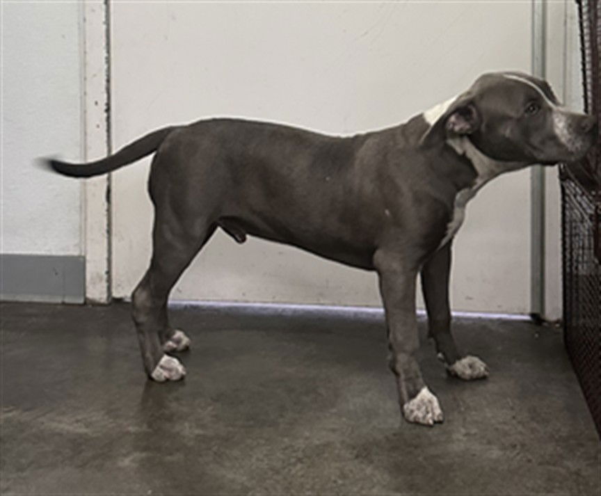 adoptable Dog in Los Angeles, CA named TOMMY