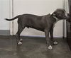 adoptable Dog in  named TOMMY