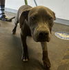 adoptable Dog in  named TAMMY