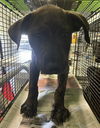 adoptable Dog in  named SUNNY