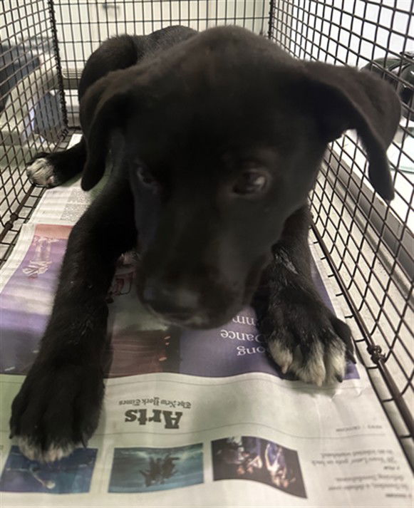 adoptable Dog in Los Angeles, CA named COAL