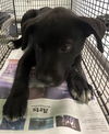 adoptable Dog in  named COAL