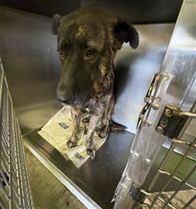 adoptable Dog in Los Angeles, CA named MARS