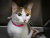 adoptable Cat in Los Angeles, CA named PIXIE