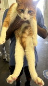 adoptable Cat in Los Angeles, CA named ASH