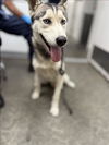 adoptable Dog in  named ALBERTA