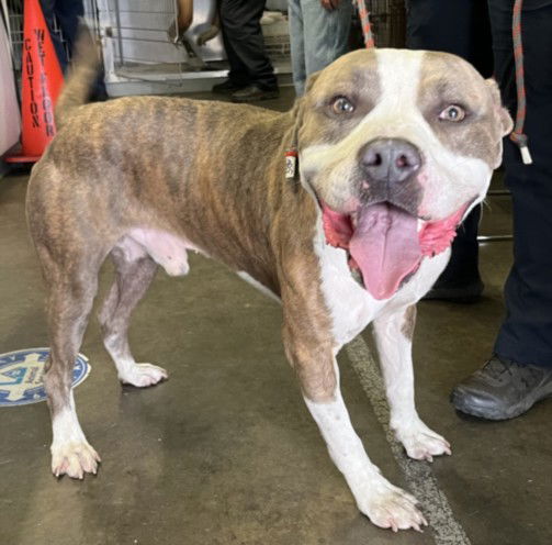 adoptable Dog in Los Angeles, CA named CHOPS