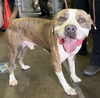adoptable Dog in  named CHOPS