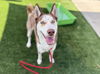 adoptable Dog in  named BETTY
