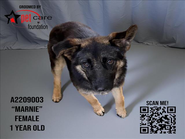 adoptable Dog in Los Angeles, CA named MARNIE