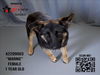 adoptable Dog in Los Angeles, CA named MARNIE