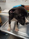 adoptable Dog in  named BANING