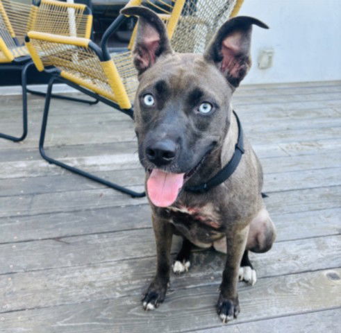 adoptable Dog in Los Angeles, CA named BINGO