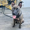 adoptable Dog in  named BINGO