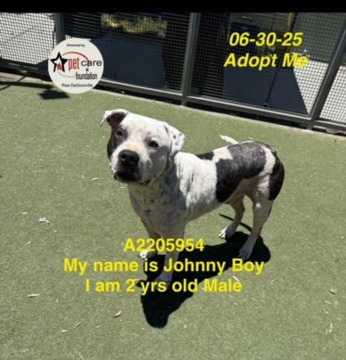 adoptable Dog in Los Angeles, CA named JONNY BOY