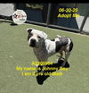 adoptable Dog in  named JONNY BOY