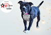 adoptable Dog in  named MUFFIN