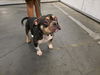 adoptable Dog in  named PAPA
