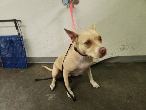 adoptable Dog in Los Angeles, CA named BRODY
