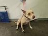 adoptable Dog in  named BRODY