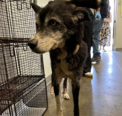 adoptable Dog in Los Angeles, CA named PANDA