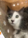 adoptable Cat in  named ALLY