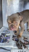 adoptable Dog in  named CHARLEY