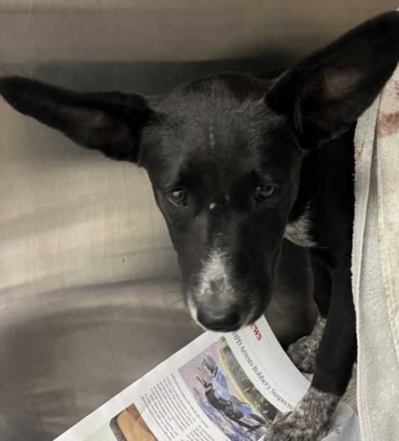adoptable Dog in Los Angeles, CA named SHELBY