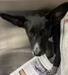 adoptable Dog in  named SHELBY