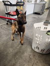 adoptable Dog in  named HERMAN