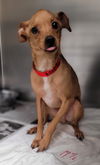 adoptable Dog in  named ROMELLO