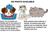adoptable Dog in  named TONY