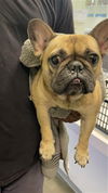 adoptable Dog in  named CHICA