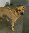 adoptable Dog in  named WISPER