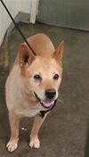 adoptable Dog in  named MISTER WONDERFUL