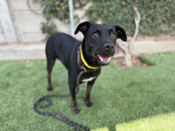 adoptable Dog in Los Angeles, CA named SUSIE Q