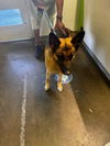 adoptable Dog in  named TAMMY