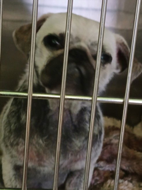 adoptable Dog in Los Angeles, CA named A2209213