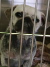 adoptable Dog in  named A2209213