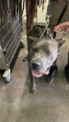 adoptable Dog in  named MORRIS