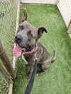 adoptable Dog in  named BRUTUS